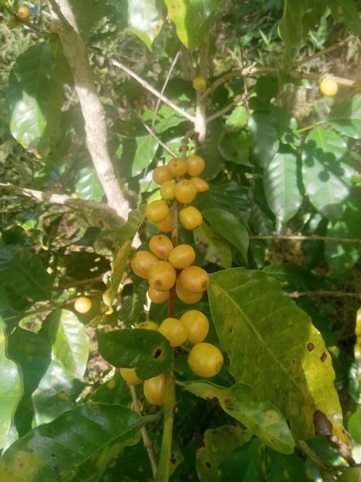 Coffee cherries ripening on the branch