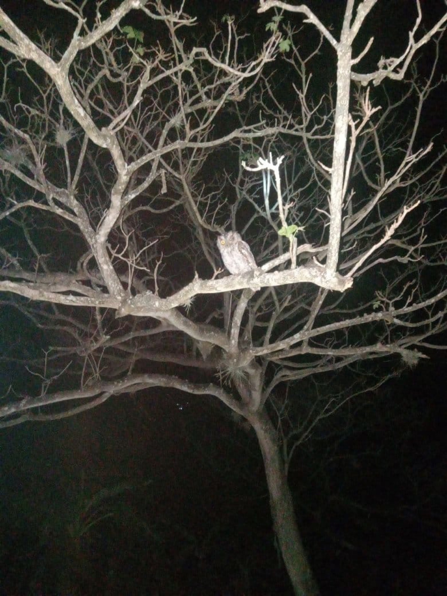 Owl at night on a bare branch