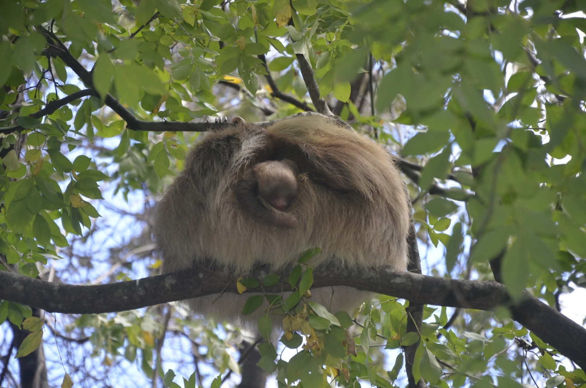 Sloth looking up from a branch, claws in focus, near the rancho trail