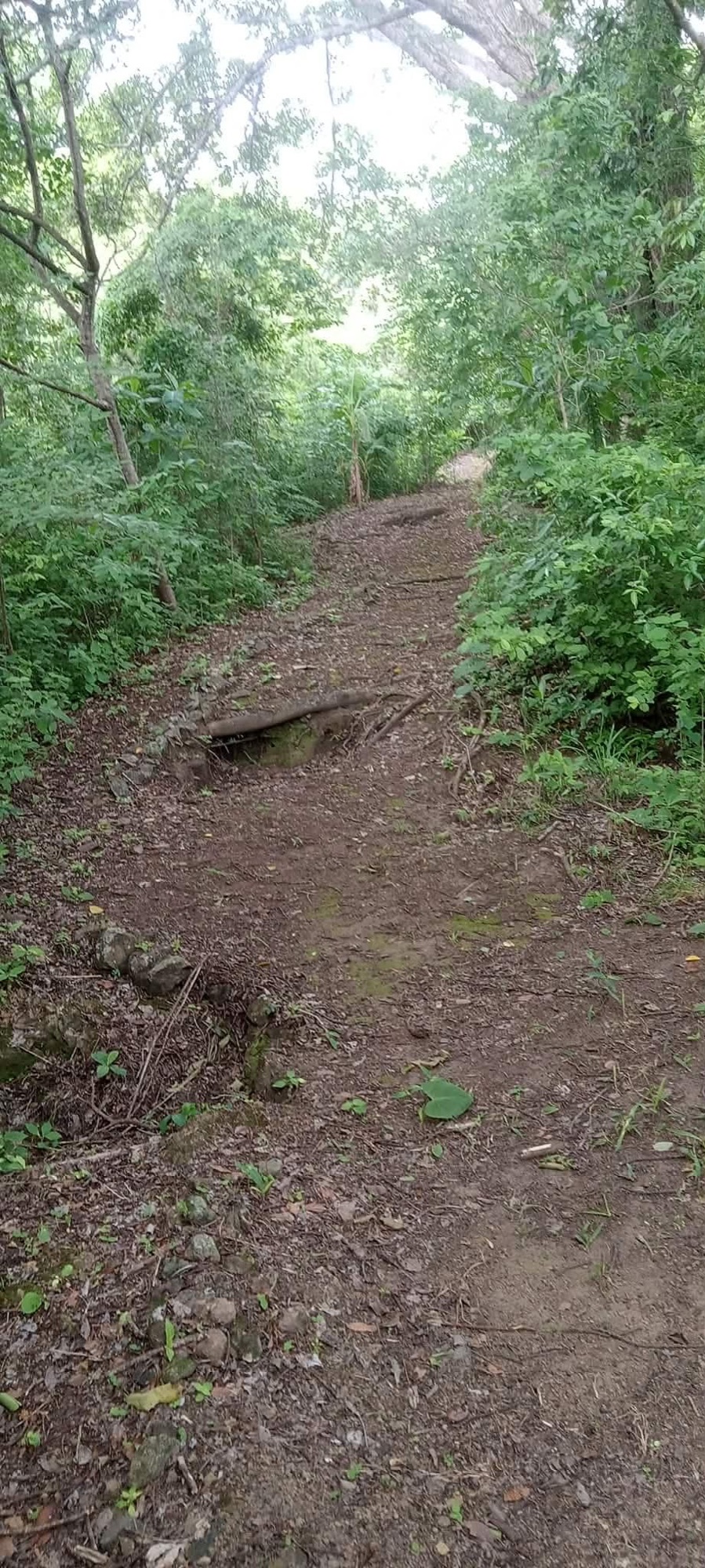 Dirt trail through dry forest